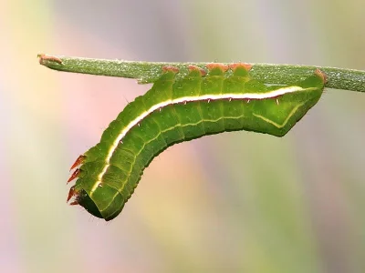 Amphipyra (Amphipyra) effusa