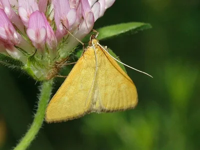 Mecyna lutealis