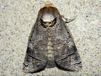 Cossus cossus