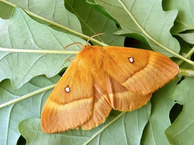 Lasiocampa (Lasiocampa) quercus