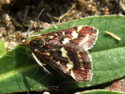 Pyrausta purpuralis