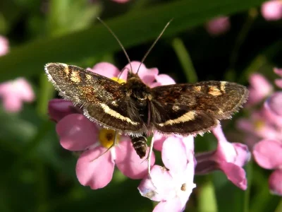 Pyrausta aurata