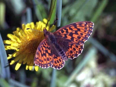 Boloria (Clossiana) dia