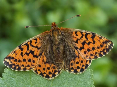 Boloria (Boloria) pales