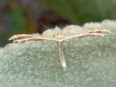 Oxyptilus distans