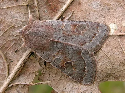 Orthosia (Monima) populeti