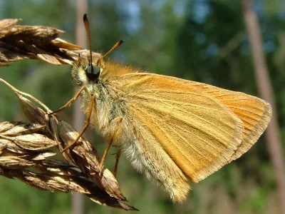 Thymelicus lineola