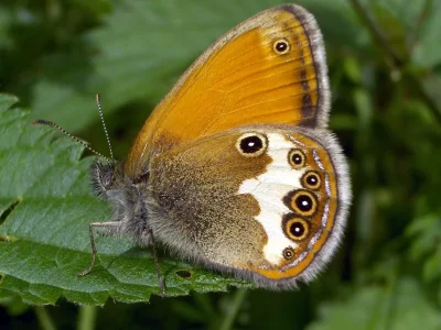 Coenonympha arcania