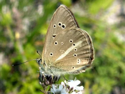 Polyommatus (Agrodiaetus) ripartii