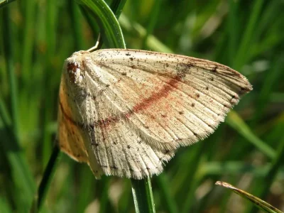 Cyclophora (Codonia) punctaria