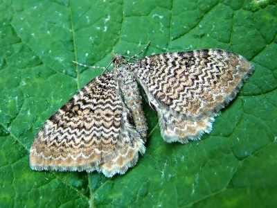 Hydria undulata