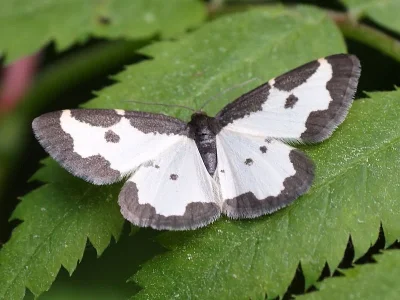 Lomaspilis marginata