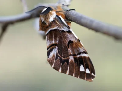 Endromis versicolora