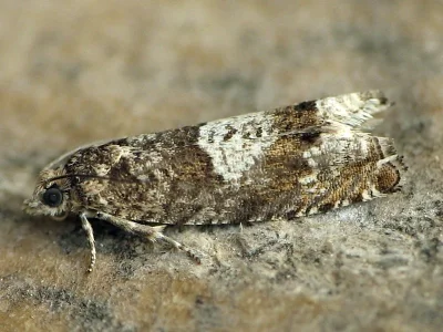 Epinotia immundana