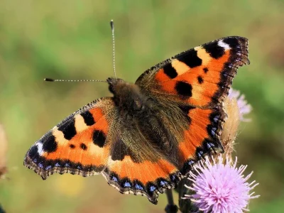 Aglais urticae