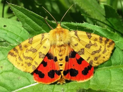 Diacrisia purpurata