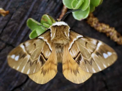 Endromis versicolora