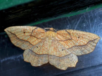 Epione repandaria