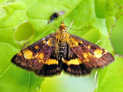 Pyrausta aurata
