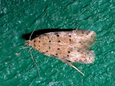 Pseudotelphusa paripunctella