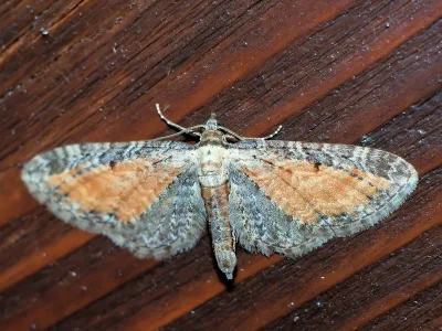 Eupithecia icterata