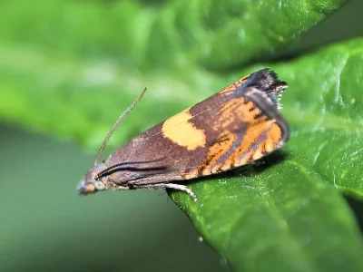 Dichrorampha petiverella