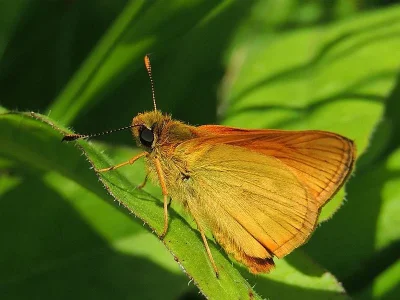 Ochlodes sylvanus