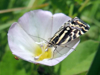 Acontia (Emmelia) trabealis
