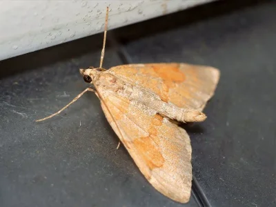 Thera obeliscata