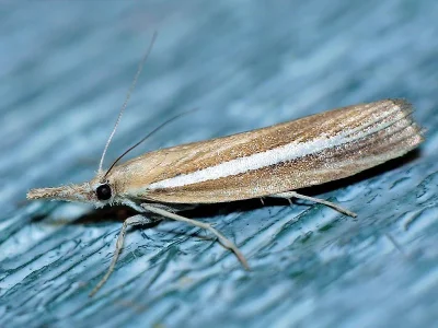 Agriphila tristella
