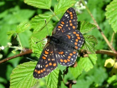 Euphydryas (Hypodryas) maturna