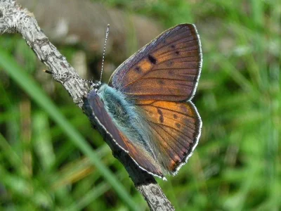 Lycaena (Thersamolycaena) alciphron