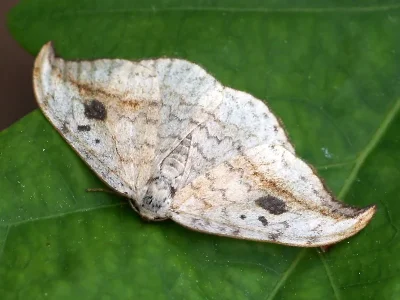 Drepana falcataria