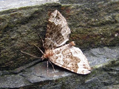 Lampropteryx otregiata