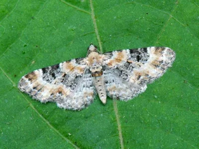 Eupithecia pulchellata