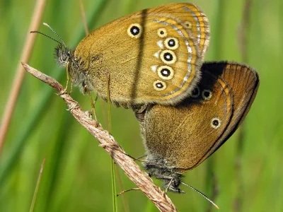 Coenonympha oedippus