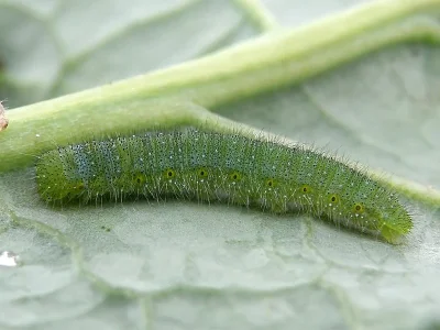 Pieris (Artogeia) napi
