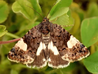 Tyta luctuosa