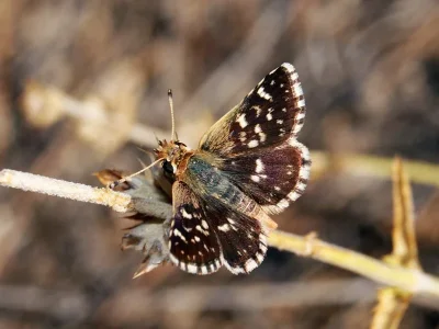 Spialia sertorius