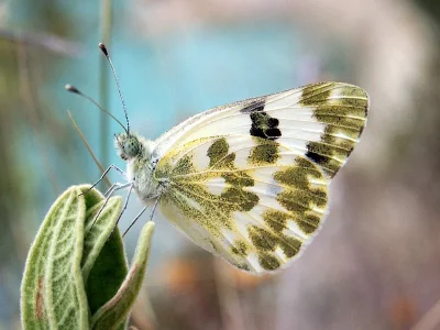Pontia daplidice