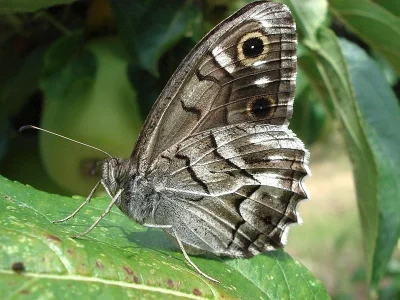 Hipparchia (Pseudotergumia) fidia