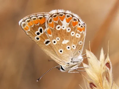 Aricia cramera