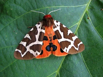 Arctia caja