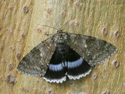 Catocala fraxini