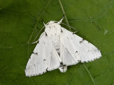 Acronicta (Acronicta) leporina