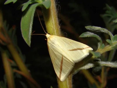 Rhodometra sacraria