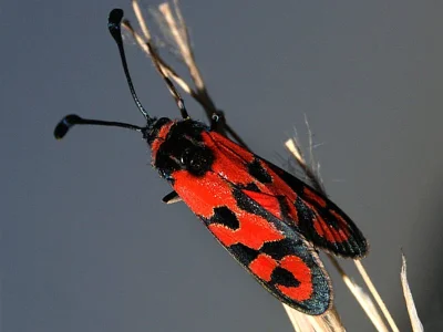 Zygaena (Agrumenia) fausta