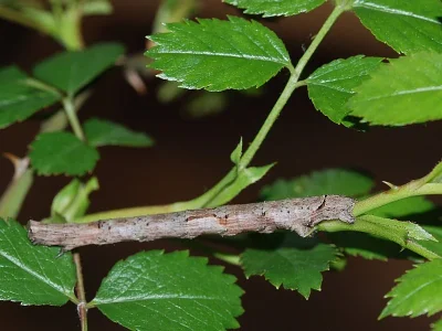 Crocallis elinguaria