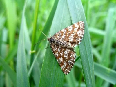 Ematurga atomaria