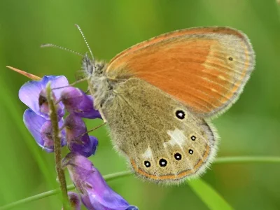 Coenonympha glycerion
